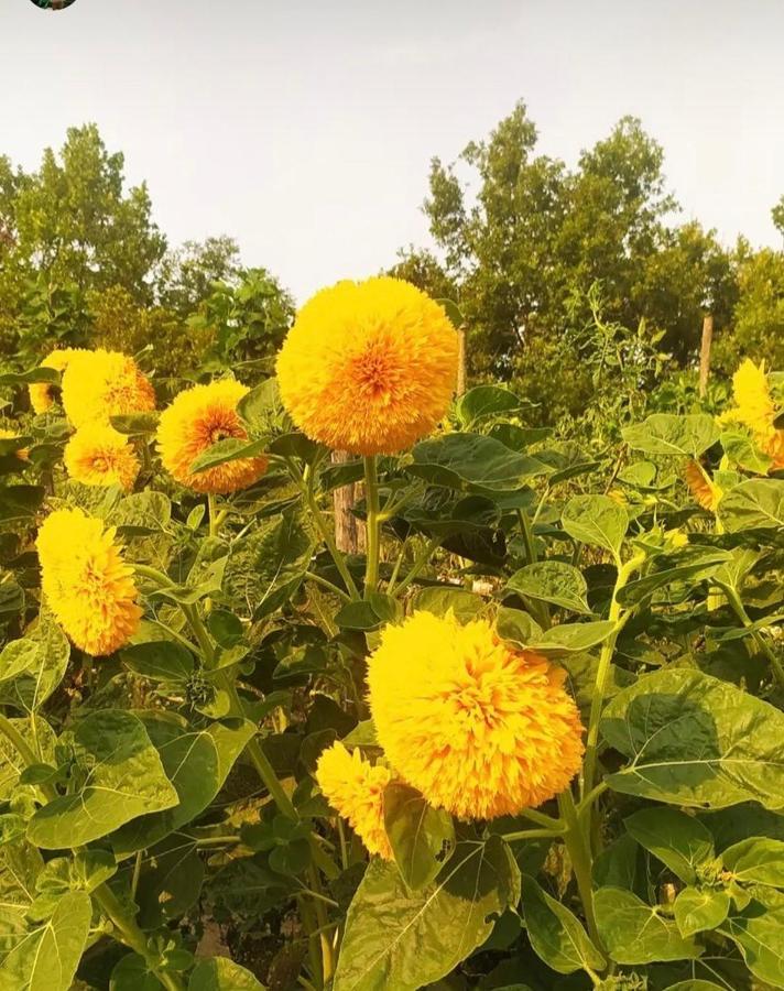 B&B Girasole Torraca Экстерьер фото